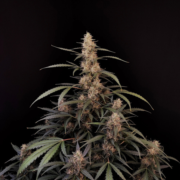 Original Auto Amnesia Haze (FastBuds) Feminiserade