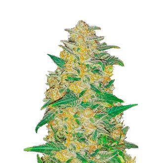 Original Auto AK (FastBuds) Feminiserade