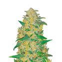Original Auto AK (FastBuds) Feminiserade