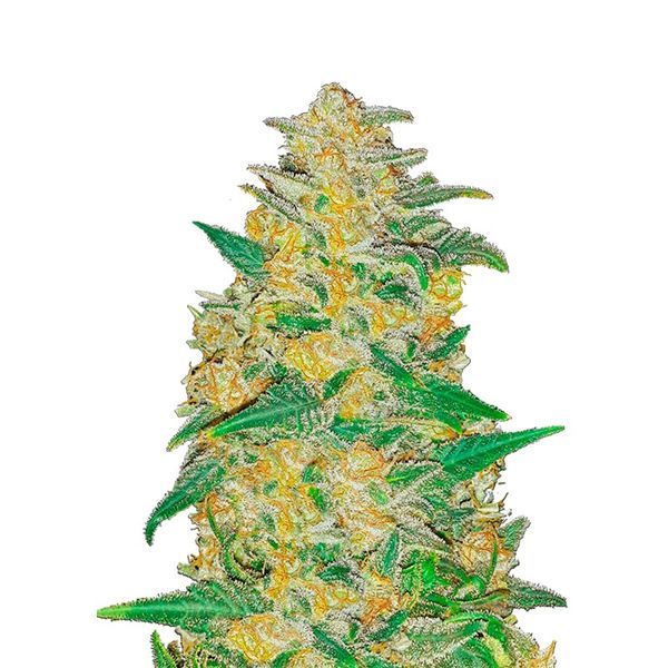 Original Auto AK (FastBuds) Feminiserade