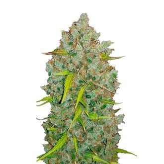 Original Auto BubbleGum (FastBuds) Feminiserade