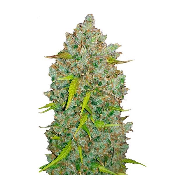 Original Auto BubbleGum (FastBuds) Feminiserade