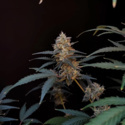 Original Auto BubbleGum (FastBuds) Feminiserade
