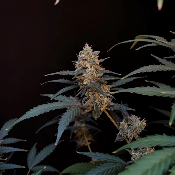 Original Auto BubbleGum (FastBuds) Feminiserade