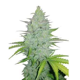 Original Auto Cheese (FastBuds) feminiserade cannabisfr&ouml;n