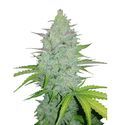 Original Auto Cheese (FastBuds) Feminiserade