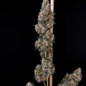 Original Auto Cheese (FastBuds) Feminiserade