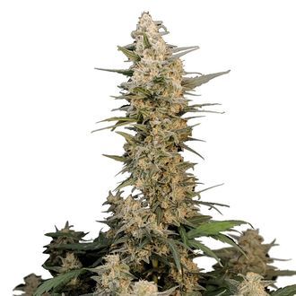 Original Auto Critical (FastBuds) Feminiserade