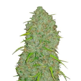 Original Auto Jack Herer (FastBuds) Feminiserade