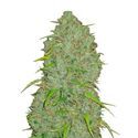 Original Auto Jack Herer (FastBuds) Feminiserade