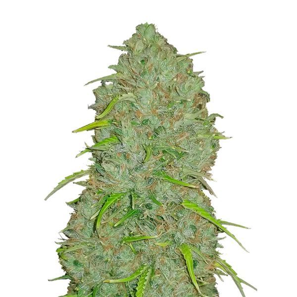 Original Auto Jack Herer (FastBuds) Feminiserade