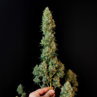 Original Auto Jack Herer (FastBuds) Feminiserade