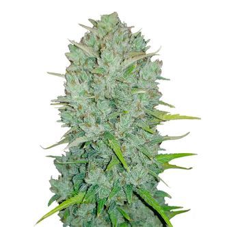 Original Auto Northern Lights (FastBuds) Feminiserade