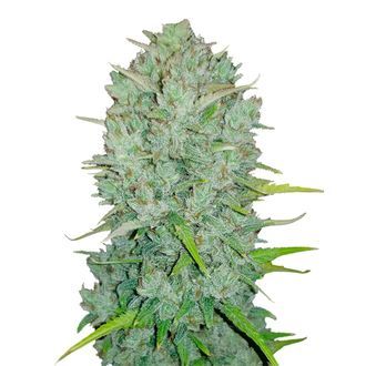 Original Auto Northern Lights (FastBuds) Feminiserade
