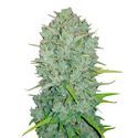 Original Auto Northern Lights (FastBuds) Feminiserade