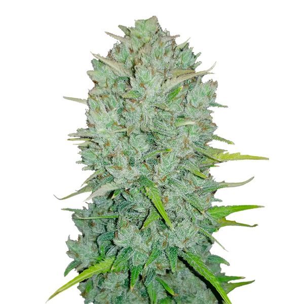 Original Auto Northern Lights (FastBuds) Feminiserade