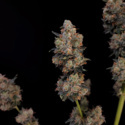 Original Auto Northern Lights (FastBuds) Feminiserade