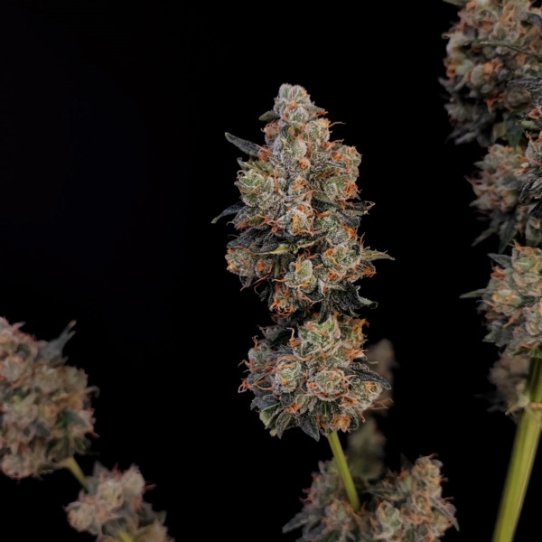 Original Auto Northern Lights (FastBuds) Feminiserade