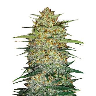 Original Auto OG Kush (FastBuds) Feminiserade