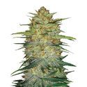 Original Auto OG Kush (FastBuds) Feminiserade