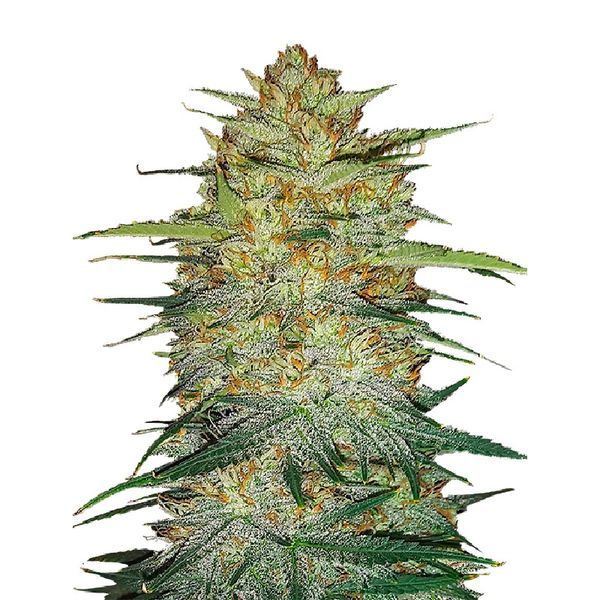 Original Auto OG Kush (FastBuds) Feminiserade
