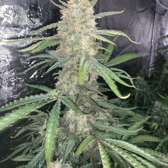 Original Auto OG Kush (FastBuds) Feminiserade
