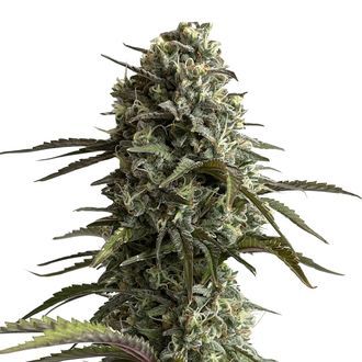Original Auto Skunk (FastBuds) Feminiserade