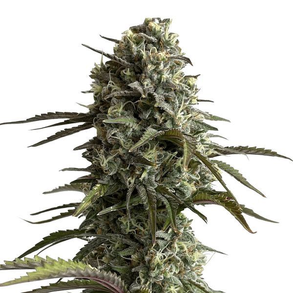 Original Auto Skunk (FastBuds) Feminiserade
