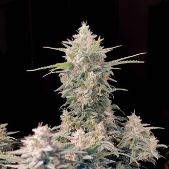 Original Auto Skunk (FastBuds) Feminiserade