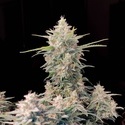 Original Auto Skunk (FastBuds) Feminiserade