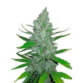 Original Auto Sour Diesel (FastBuds) feminiserade