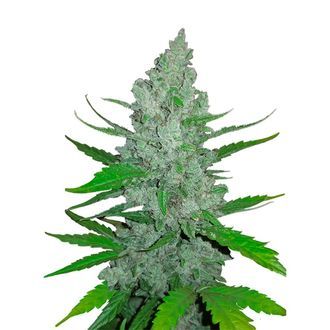 Original Auto Sour Diesel (FastBuds) Feminiserade