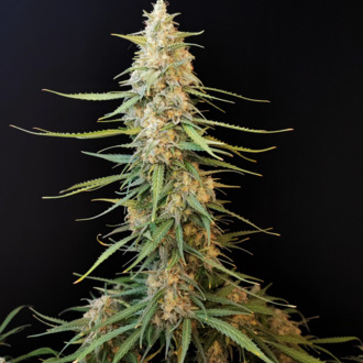 Original Auto Sour Diesel (FastBuds) Feminiserade