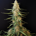 Original Auto Sour Diesel (FastBuds) Feminiserade