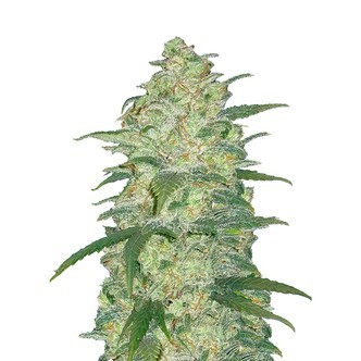 Original Auto White Widow (FastBuds) feminiserade