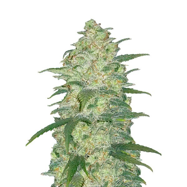Original Auto White Widow (FastBuds) Feminiserade