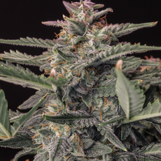Original Auto White Widow (FastBuds) Feminiserade