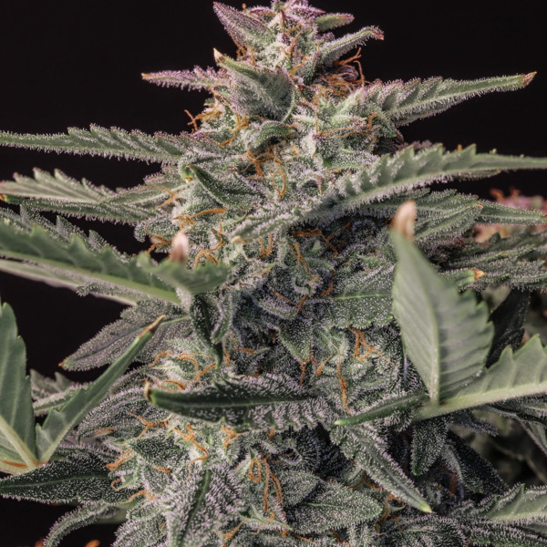 Original Auto White Widow (FastBuds) Feminiserade