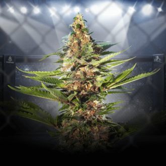 ZZ Punch (Royal Queen Seeds x Zamnesia) Feminiserade