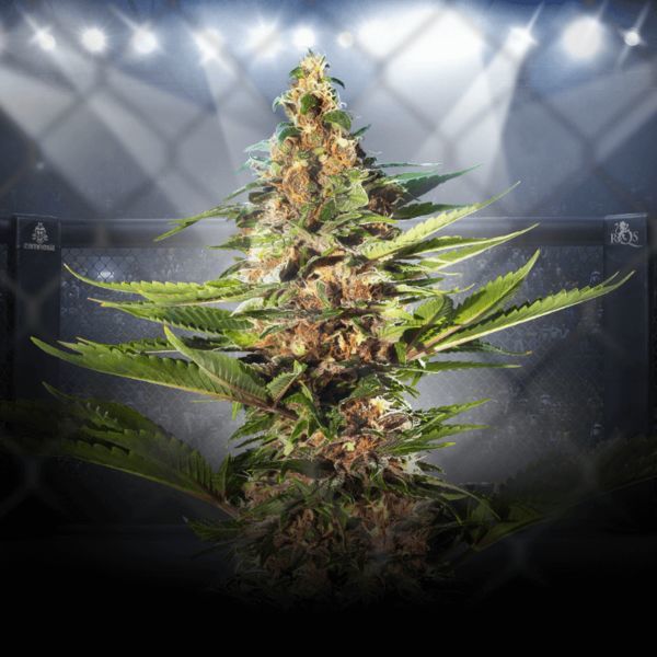 ZZ Punch (Royal Queen Seeds x Zamnesia) Feminiserade