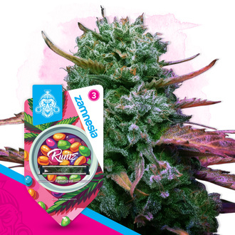 Runtz (Zamnesia Seeds) Feminiserade