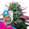 Runtz (Zamnesia Seeds) Feminiserade