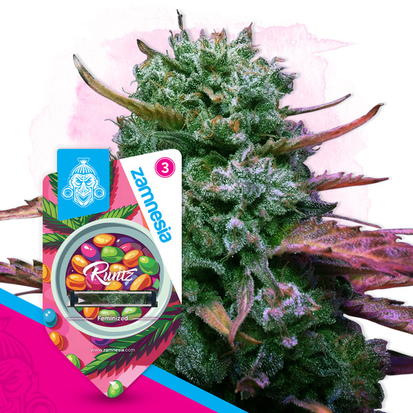 Runtz (Zamnesia Seeds) Feminiserade
