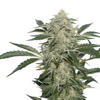 Creamy Kees (Super Sativa Seed Club) reguljär