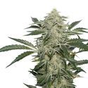 Creamy Kees (Super Sativa Seed Club) reguljär