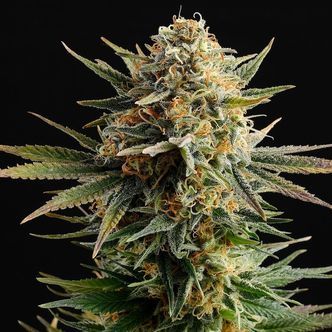 Gypsy Kush (Kannabia) feminiserade cannabisfr&ouml;n