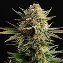 Gypsy Kush (Kannabia) Feminiserade