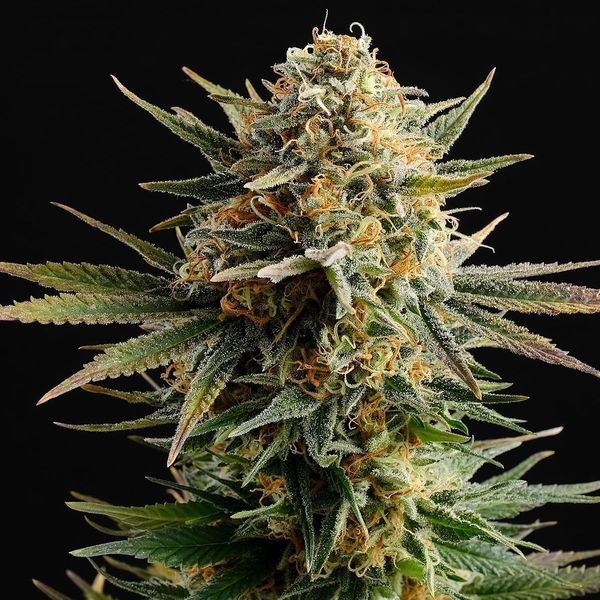 Gypsy Kush (Kannabia) Feminiserade