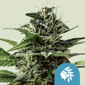 Tatanka Pure CBD (Royal Queen Seeds) Feminiserade