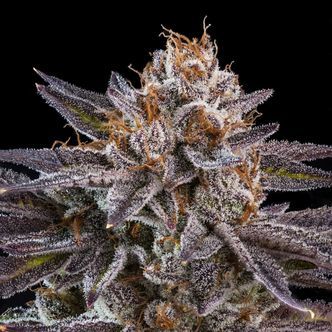 OMG (Ripper Seeds) feminiserade